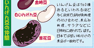 いんげん豆の仲間　金時豆　白いんげん豆　紫花豆　いんげん豆は160種類あるといわれるほど多く、欧米では肉や魚料理の付けあわせ、煮込み料理、サラダなどに日常的に使われています。日本では甘い味付けの煮豆が一般的です。